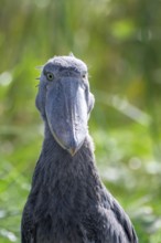 Animal portrait, Shoebill (Balaeniceps rex) in the swamps of Mabamba, Lake Victoria, Uganda