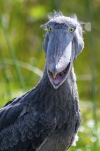 Funny animal portrait, shoebill (Balaeniceps rex) in the swamps of Mabamba, Lake Victoria, Uganda