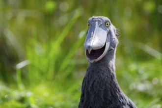 Funny animal portrait, shoebill (Balaeniceps rex) in the swamps of Mabamba, Lake Victoria, Uganda