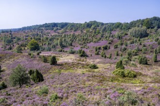 Purple flowering heath, broom heather and juniper bushes, in Totengrund, Wilsede, Lüneburg Heath