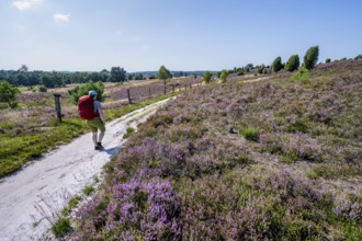 Hiker on a path through flowering heathland, heather and juniper bushes, Lüneburg Heath nature