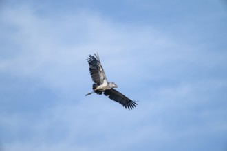Shoebill (Balaeniceps rex) in flight, bird in the sky, Mabamba, Lake Victoria, Uganda