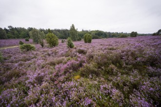 Purple flowering heath, broom heather and juniper bushes, Lüneburg Heath nature reserve, Lower