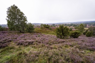 Purple flowering heath, broom heather and juniper bushes, Wilseder Berg, Lüneburg Heath nature