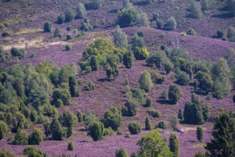 Purple flowering heath, broom heather and juniper bushes, in Totengrund, Wilsede Lüneburg Heath