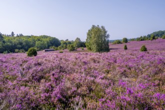 Purple flowering heath, heather and juniper bushes, Lüneburg Heath nature reserve, Lower Saxony,