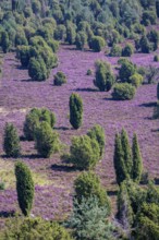 Purple flowering heath, broom heather and juniper bushes, in Totengrund, Wilsede Lüneburg Heath
