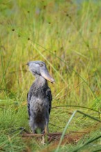Shoebill (Balaeniceps rex), young bird kneeling in nest, Mabamba Swamp, Lake Victoria, Uganda