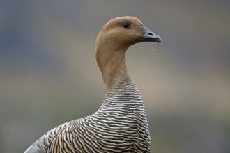 Magellanic goose (Chloephaga picta) female, Patagonia, South America