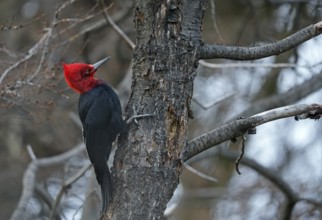 Magellanic Woodpecker (Campephilus magellanicus) male, Patagonia, South America