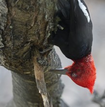 Magellanic Woodpecker (Campephilus magellanicus) male, Patagonia, South America