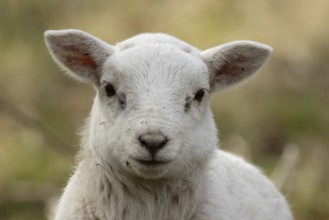 Domestic sheep (Ovis aries) juvenile baby lamb farm animal head portrait in spring, England, United