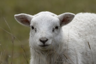 Domestic sheep (Ovis aries) juvenile baby lamb farm animal in grassland in spring, England, United