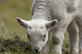 Domestic sheep (Ovis aries) juvenile baby lamb farm animal feeding in grassland in spring, England,