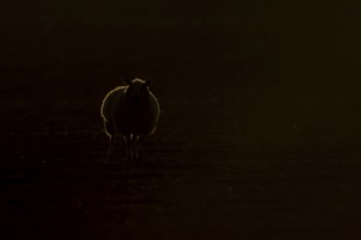Domestic sheep (Ovis aries) adult farm animal rimlit at sunset, England, United Kingdom