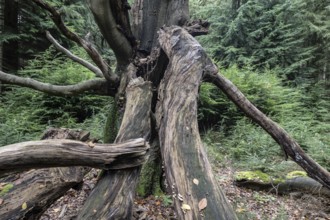 Old dying copper beech (Fagus sylvatica), Emsland, Lower Saxony, Germany