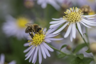 Honey bee (Apis mellifera) on wild aster (acer ageratoides), Rhineland-Palatinate, Germany