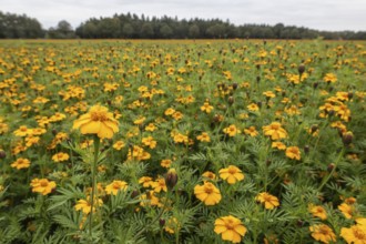 Marigolds (Tagetes), Emsland, Lower Saxony, Germany