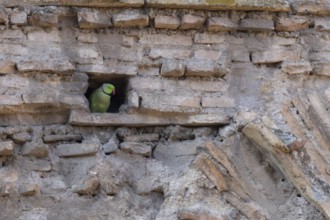 Ring-necked or Rose-ringed parakeet (Psittacula krameri) adult bird looking out of a hole in an