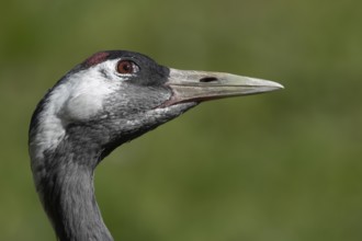 Eurasian or Common crane (Grus grus) adult bird head portrait, England, United Kingdom