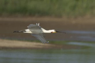 Eurasian spoonbill (Platalea leucorodia) adult bird flying, England, United Kingdom