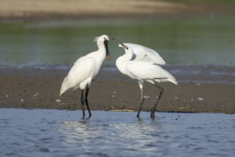 Eurasian spoonbill (Platalea leucorodia) adult bird with a juvenile bird begging for food in a