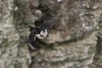 Atlantic puffin (Fratercula arctica) adult sea bird flying, England, United Kingdom
