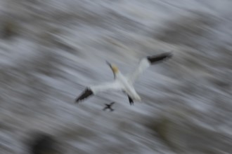 Northern gannet (Morus bassanus) adult sea bird flying - slow motion blur image, England, United