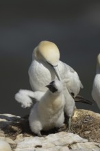 Northern gannet (Morus bassanus) adult parent bird and juvenile baby bird on a cliff ledge in