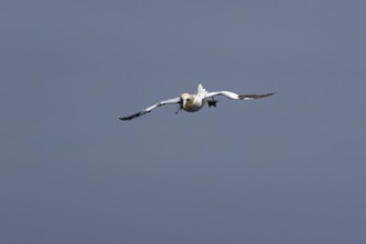 Northern gannet (Morus bassanus) adult sea bird flying with nesting material in its beak, England,