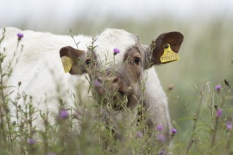 Cattle or Cow (Bos taurus) adult farm animal amongst summer wild flowers in a grass field, England,