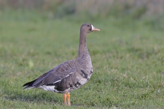 White-fronted goose (Anser albifrons), standing in a meadow in the wintering area, wildlife,