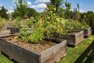 Mixed fruit, herbs and vegetable plants growing in raised wood frame garden beds in community