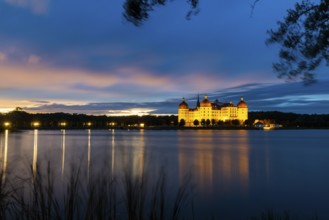Moritzburg Castle in the blue hour, castle pond, reflection, sunset, common reed (Phragmites