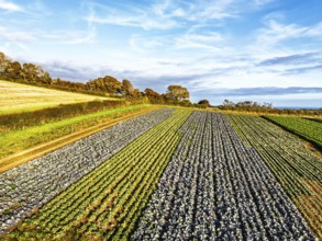 Fields and Farms at evening sun from a drone, Shaldon, Torquay, Devon, England, United Kingdom