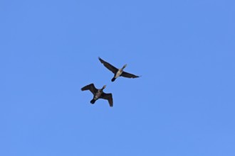 Cormorants (Phalacrocorax carbo) in flight, Geltinger Birk nature reserve, Nieby,