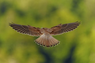 A bird in flight with outstretched wings, green blur in the background, Common Kestrel (Falco