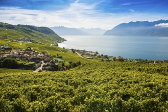 Picturesque village in the vineyards by the lake, Epesses, Lavaux, UNESCO World Heritage Site, Lake