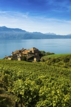 Picturesque village in the vineyards by the lake, Epesses, Lavaux, UNESCO World Heritage Site, Lake