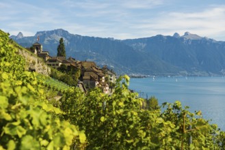 Picturesque village in the vineyards by the lake, Saint-Saphorin, Lavaux, UNESCO World Heritage