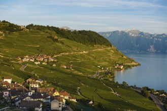 Picturesque village in the vineyards by the lake, Epesses, sunset, Lavaux, UNESCO World Heritage
