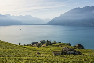 Picturesque village in the vineyards by the lake, Rivaz, Lavaux, UNESCO World Heritage Site, Lake