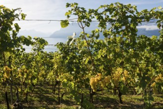 Grand Cru grapes, Rivaz, Lavaux, UNESCO World Heritage Site, Lake Geneva, Lac Léman, Canton of