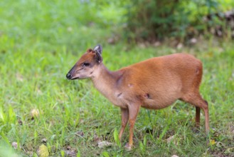 A female Red Forest Duiker (Cephalophus natalensis) stands in a green meadow, eating grass and