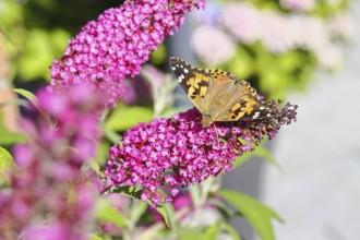 Thistle butterfly (Vanessa cardui) on a Buddleja davidii flower, Wilnsdorf, North Rhine-Westphalia,