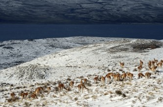 Guanacos (Llama guanicoe) in the snow, Torres del Paine National Park, Patagonia, Chile, South