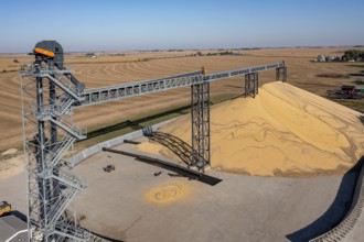 Inwood, Iowa - Newly-harvested corn is piled up at Cooperative Farmers Elevator (CFE). The pile