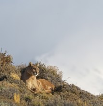 Cougar (Cougar concolor), Torres del Paine National Park, Chile, South America