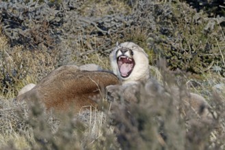 Cougar (Cougar concolor) female with young, Torres del Paine National Park, Chile, South America