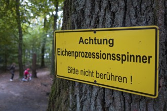 A warning sign hangs on an oak tree with the words Caution - Oak processionary moth - Please do not